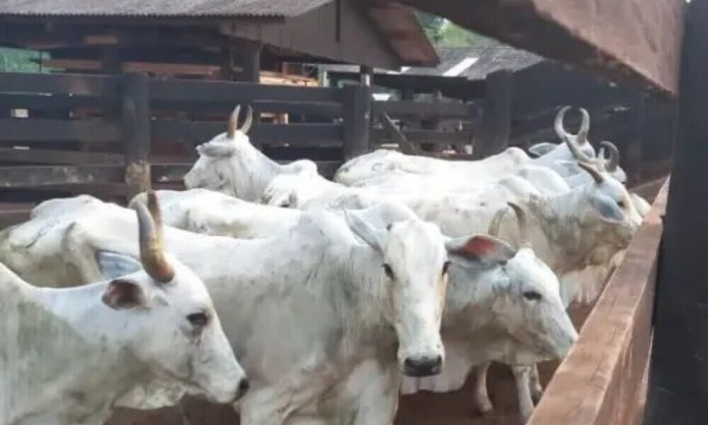 Polícia Civil de Santa Luzia D´Oeste, recupera 18 cabeças de gado furtado em Seringueiras