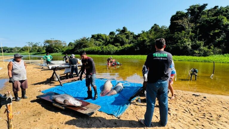Governo de RO fortalece ações de manejo do pirarucu e garante renda para comunidades tradicionais na Resex Rio Cautário