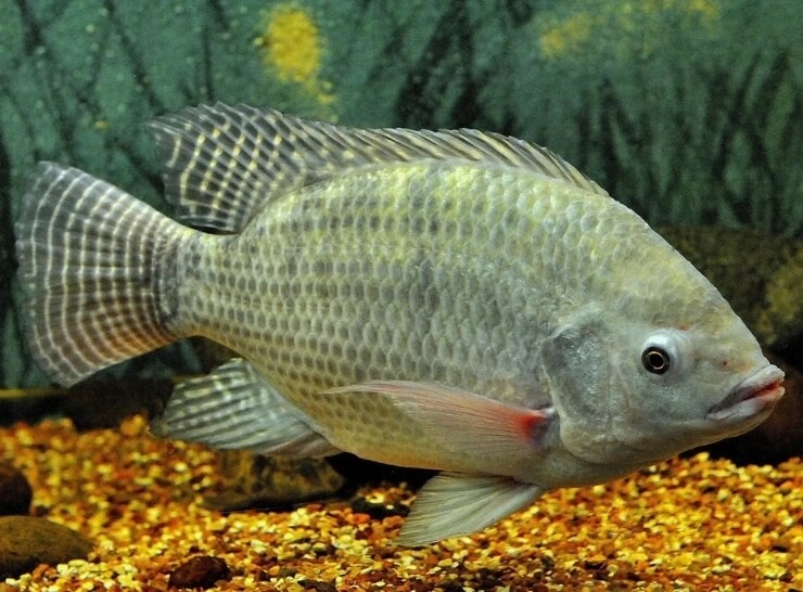 Nova nota do Ministério do Meio Ambiente e Mudança do Clima sobre a tilápia deixa várias dúvidas, alerta Peixe SP