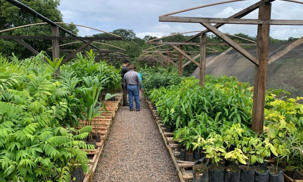 Alinhamento de estratégias entre governo de RO e municípios amplia produção de mudas e restauração ambiental