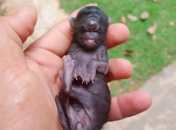 Filhote de gato nasce com um olho em distrito de Vilhena e caso raro chama atenção da comunidade