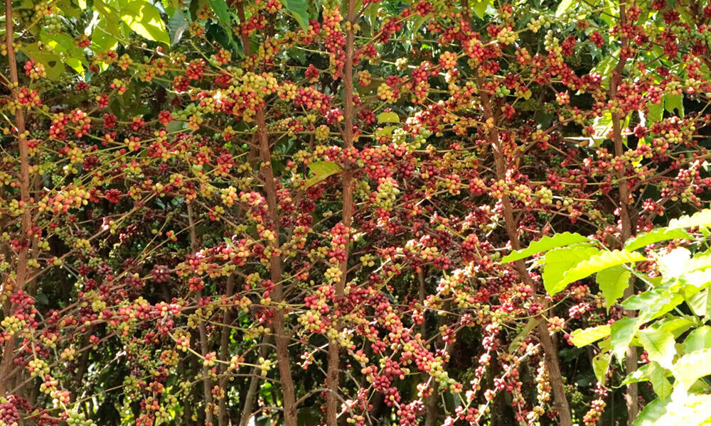 Assistência técnica e extensão rural encerra 2025 com metas executadas e valores recordes na produção cafeeira