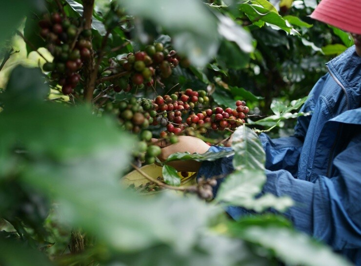 Uso de alga marinha como bioestimulante cresce na cafeicultura e contribui para ganhos de produtividade