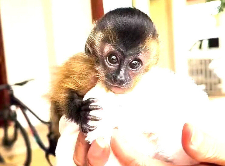 Filhote de macaco-prego se perde da mãe, é resgatado e batizado de ‘Zé Felipe’ em RO