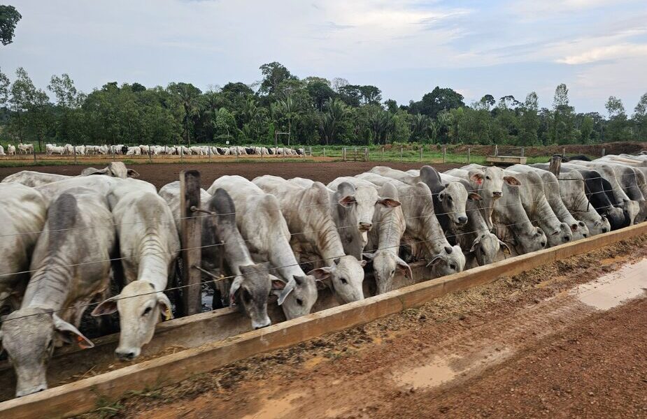 Decreto amplia liberdade de mercado para pecuaristas de Rondônia