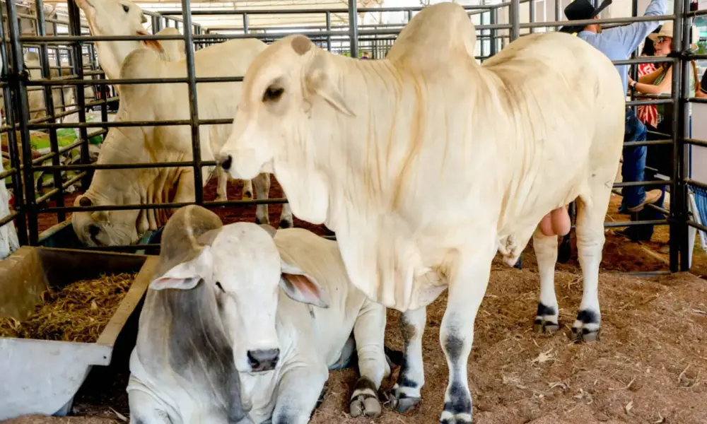 Governo de RO reduz ICMS do gado para fortalecer cadeia da carne e ampliar competitividade do setor