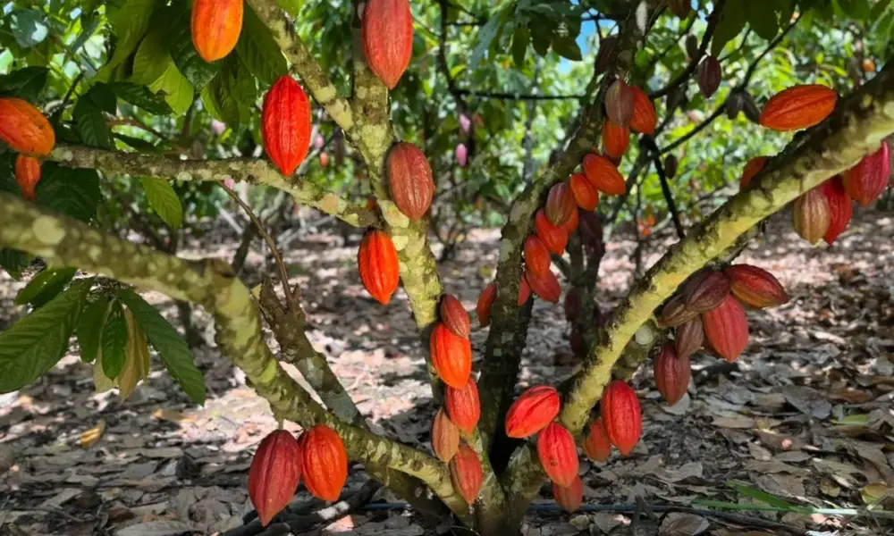 Início da Colheita do Cacau em Rondônia acontece em Jaru nesta sexta-feira, 27