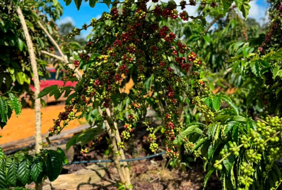 Tecnologia, manejo eficiente e assistência técnica elevam o padrão da cafeicultura em Rondônia
