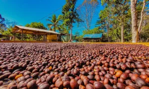 Dia Mundial do Café: Regiões de Rondônia ganham vitrine exclusiva em marketplace para levar seus grãos especiais para todo o Brasil