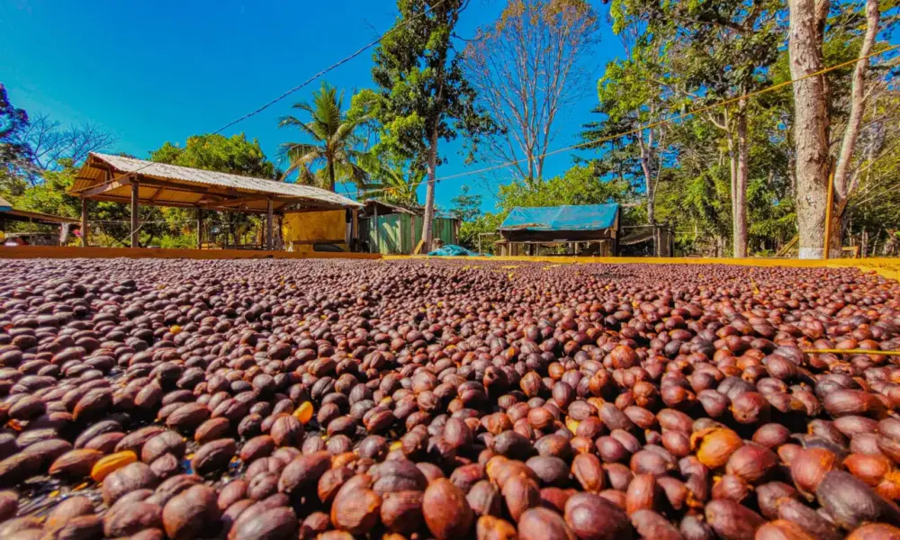 Dia Mundial do Café: Regiões de Rondônia ganham vitrine exclusiva em marketplace para levar seus grãos especiais para todo o Brasil