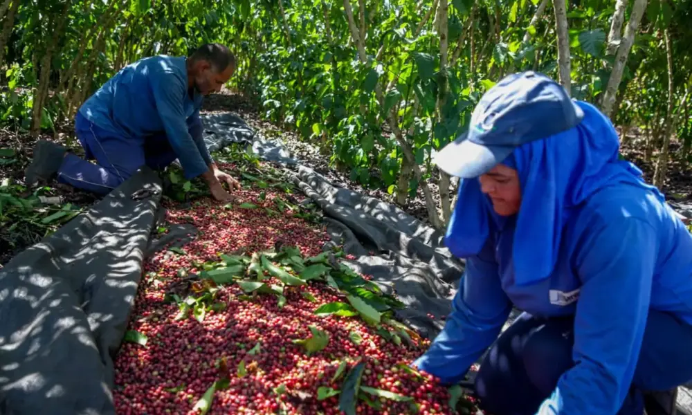 Produção de Robusta Amazônico de Rondônia recebe reconhecimento nacional e internacional