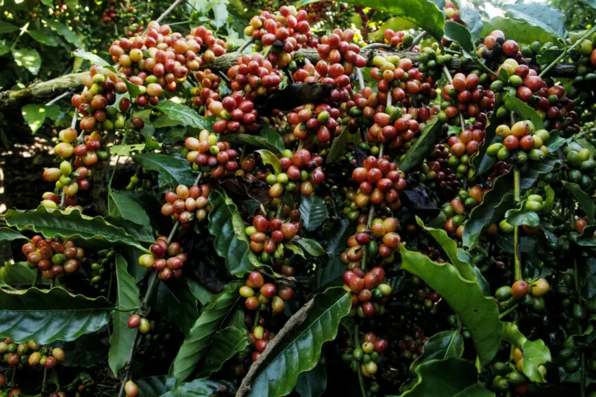 Região Matas de Rondônia conquista sucesso na produção de café especial e sustentável no Brasil
