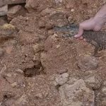 Filhote de jacaré é encontrado em residência próximo à prefeitura em Nova Brasilândia