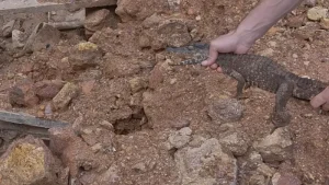 Filhote de jacaré é encontrado em residência próximo à prefeitura em Nova Brasilândia