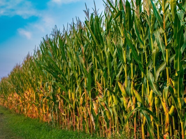 Atenção ao pulgão-do-milho, que pode reduzir produtividade em até 60%