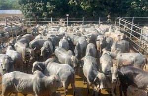 ACNB anuncia calendário do Circuito Nelore de Qualidade 2026 com 38 etapas