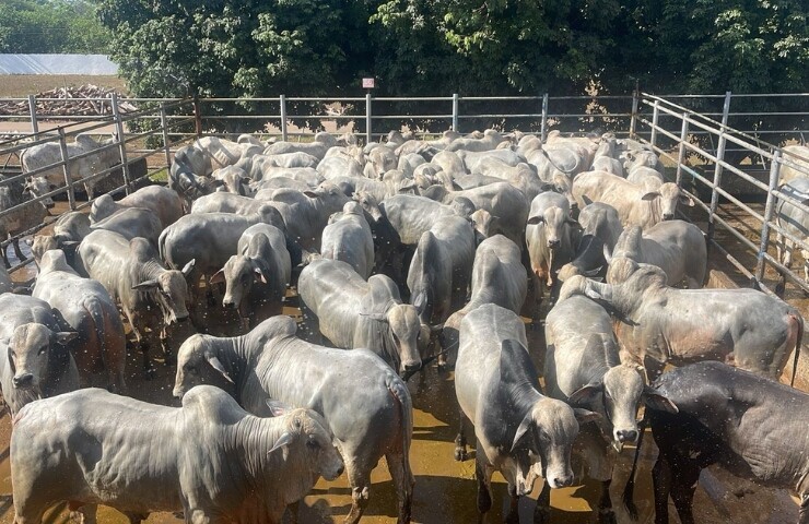 ACNB anuncia calendário do Circuito Nelore de Qualidade 2026 com 38 etapas