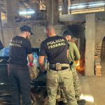 PF incinera cerca de 900 kg de entorpecentes em Guajará-Mirim