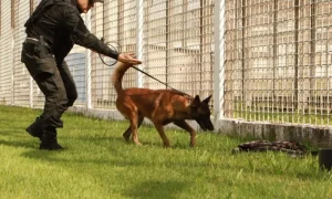 Cães treinados do Grupo de Ações Penitenciárias fortalecem atuação na segurança prisional