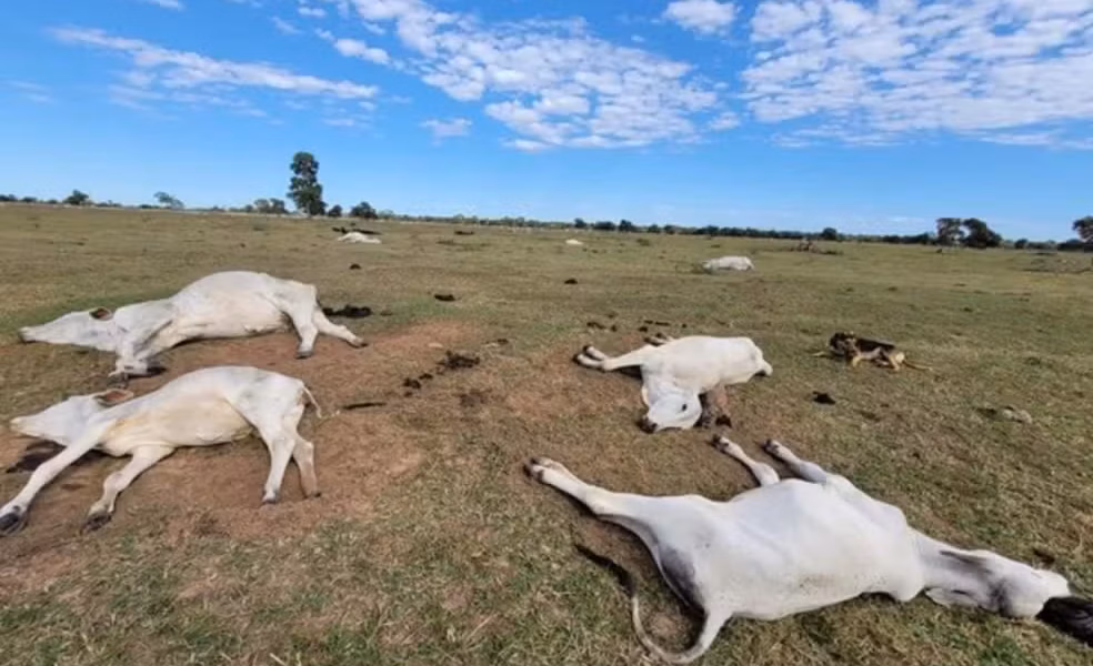 Frio extremo mata 80 bois e vacas em fazendas nos últimos dias em MS