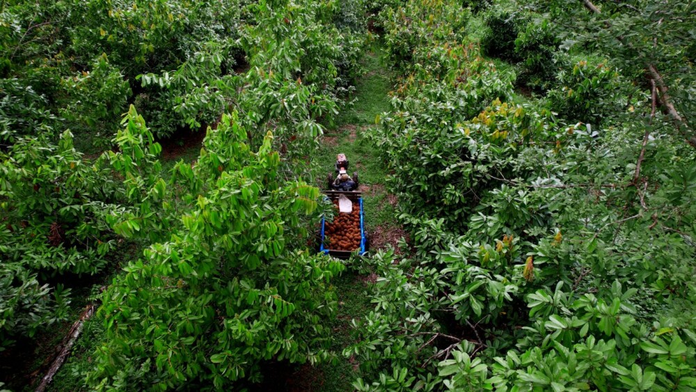 Iniciativa na Amazônia une carbono, conservação e aumento de renda em comunidade produtora