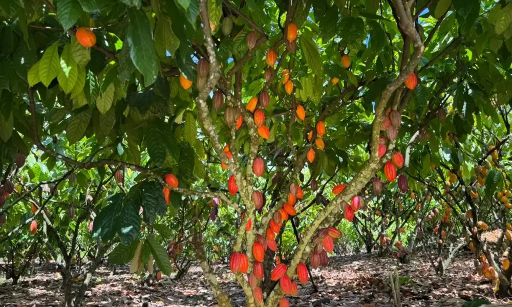 Inscrições para 6º Concurso de Qualidade e Sustentabilidade do Cacau de Rondônia são prorrogadas até 3 de julho