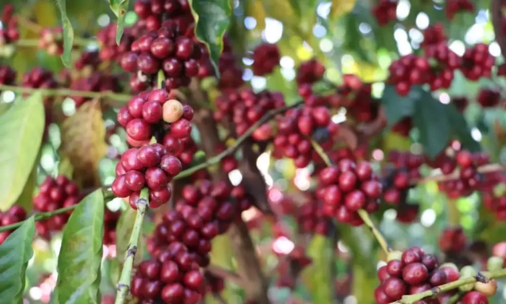 Inscrições abertas para 11º Concurso de Qualidade e Sustentabilidade do Café de Rondônia