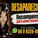 Cão desaparecido mobiliza família e oferece recompensa para quem encontrar