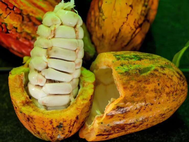 Rondônia tem seis produtores entre os 20 finalistas do Concurso Nacional de Cacau; veja quem são